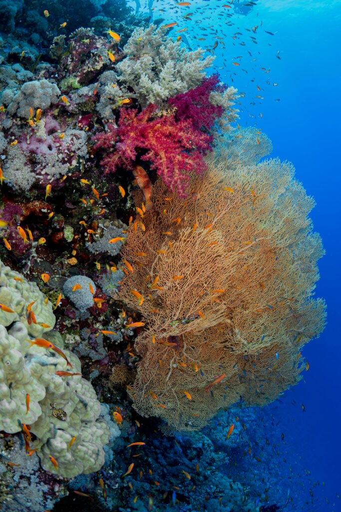 Red Sea, Egypt
